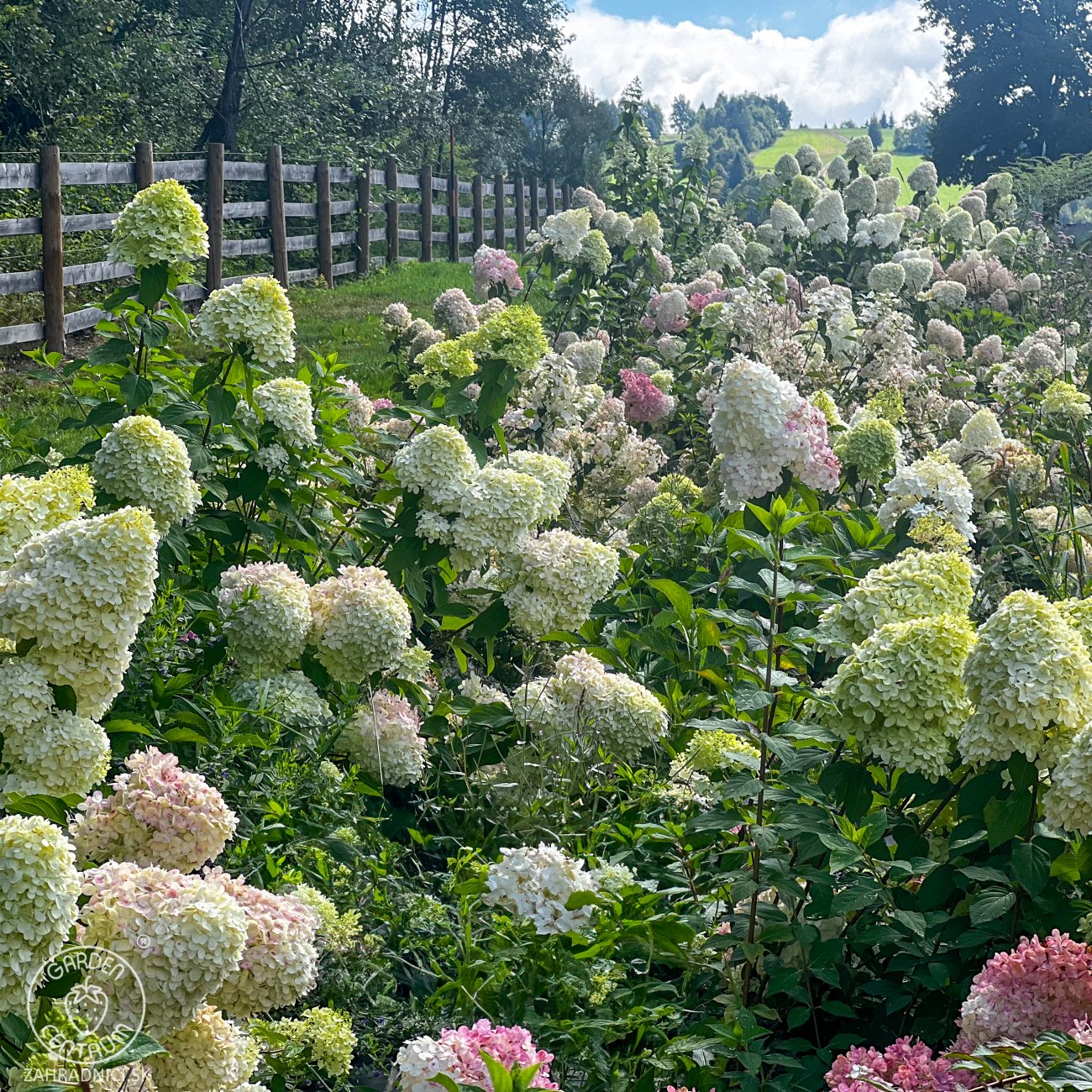 Obrázok Hortenzia metlinatá (Hydrangea paniculata) ´GRANDIFLORA´- výška 20-30 cm, kont. C2L